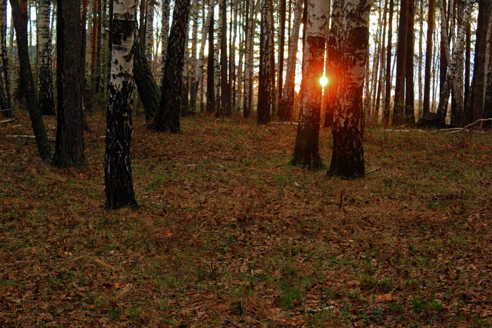 In the woods. - My, The photo, Canon, Forest, Rain, Sunset, , Longpost, Yekaterinburg