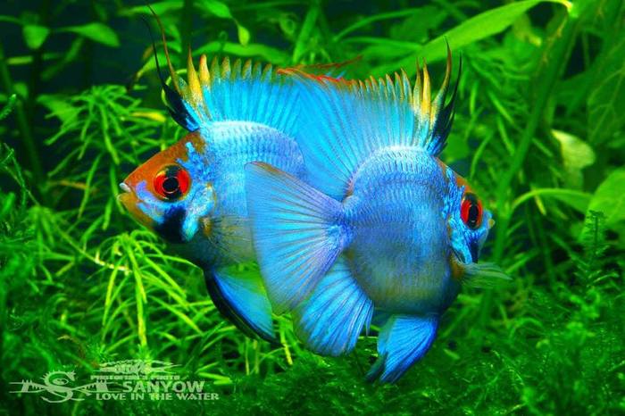 Balloon Electric Blue Mikrogeophagus ramirezi