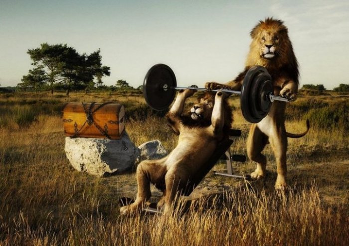 Do you insure? - a lion, Gym