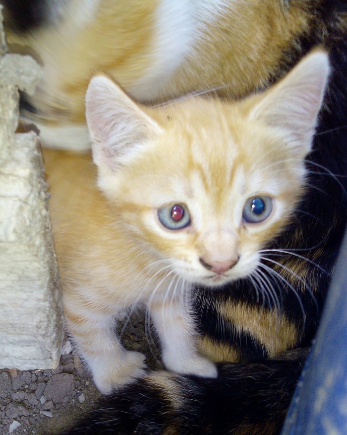 The kitten is looking for a home Rostov-on-Don - My, Redheads, I'll give the cats away, cat, Kittens, In good hands, Longpost