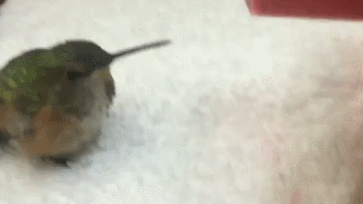 Спасенная колибри