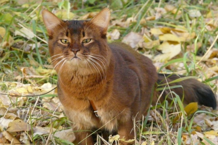 Fox cat. Excellent posture and grace - Somali cat, , Tail, Longpost, cat