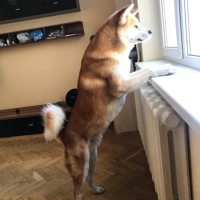 A dog looking into the distance - why it is useful for dogs to look out the window - My, Akita inu, Dog, cat, Milota, Nyasha, Longpost, Akita Inu