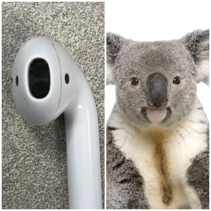 Headphones look like a koala in full face - My, Koala, Headphones