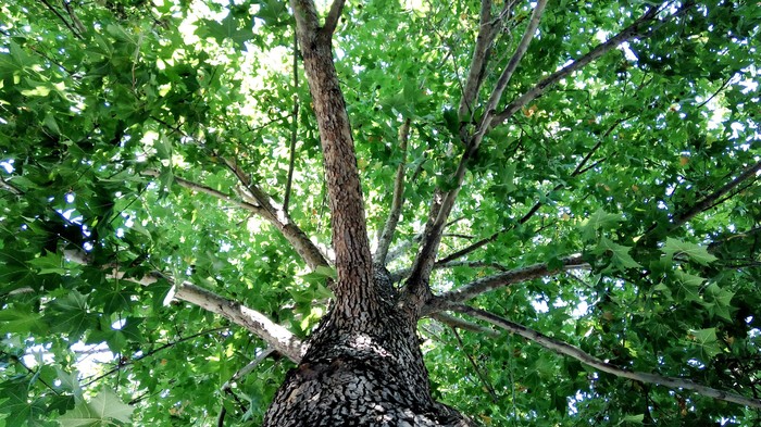 Platan - Chynar - Krone, My, Tree, Sycamore, Foliage