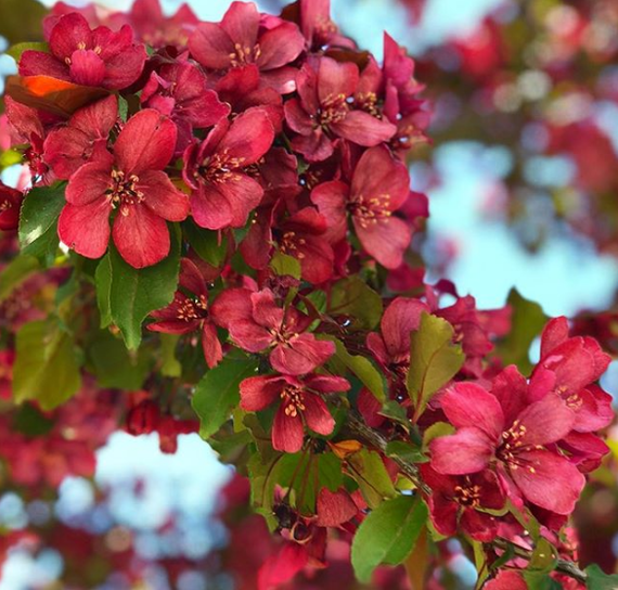Vibrant flowering of trees in the Apple orchard - Saint Petersburg, Weather, May, Bloom, Apple tree, Longpost, beauty
