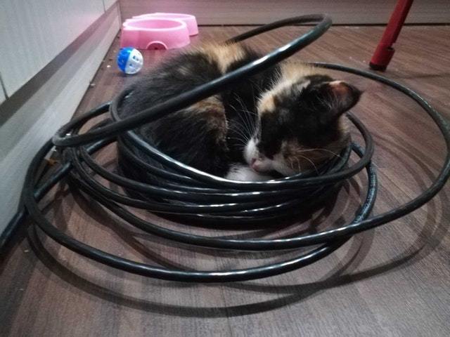 Found this sweet girl on the streets of Shanghai, bought her a bed. - cat, Animals, Pets, Milota, Reddit, The wire, Shanghai, Dream