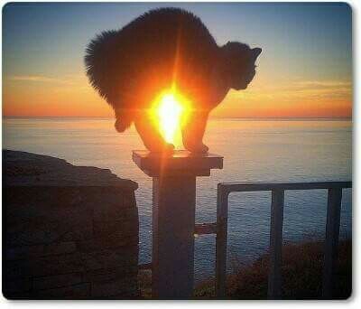 Lucky shot - cat, Sunset, Not mine