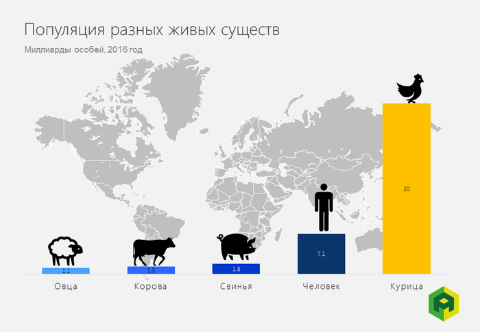 почему курица глупая птица. Смотреть фото почему курица глупая птица. Смотреть картинку почему курица глупая птица. Картинка про почему курица глупая птица. Фото почему курица глупая птица