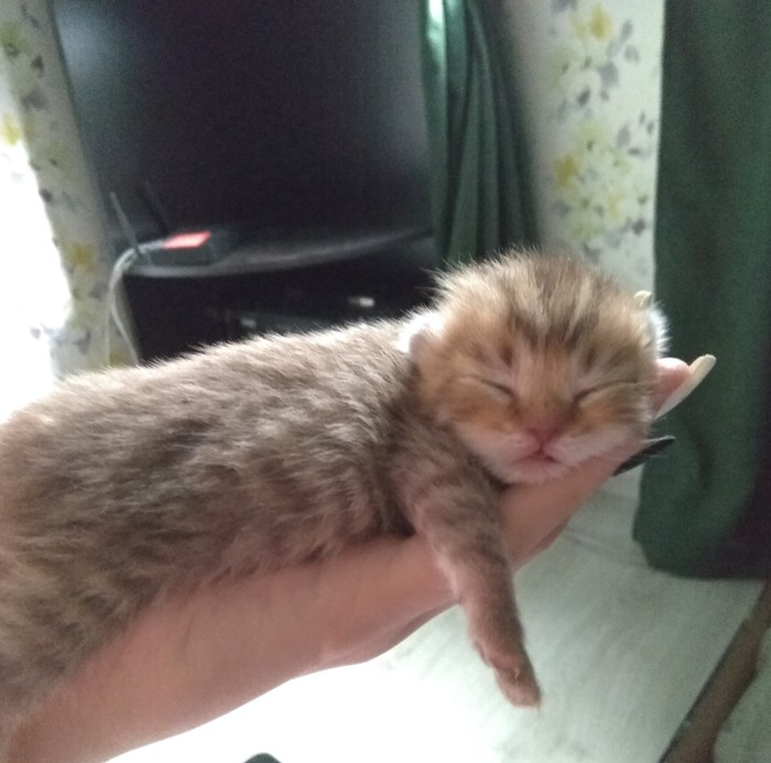 Baby - My, Scottish lop-eared, sleeping Beauty, cat