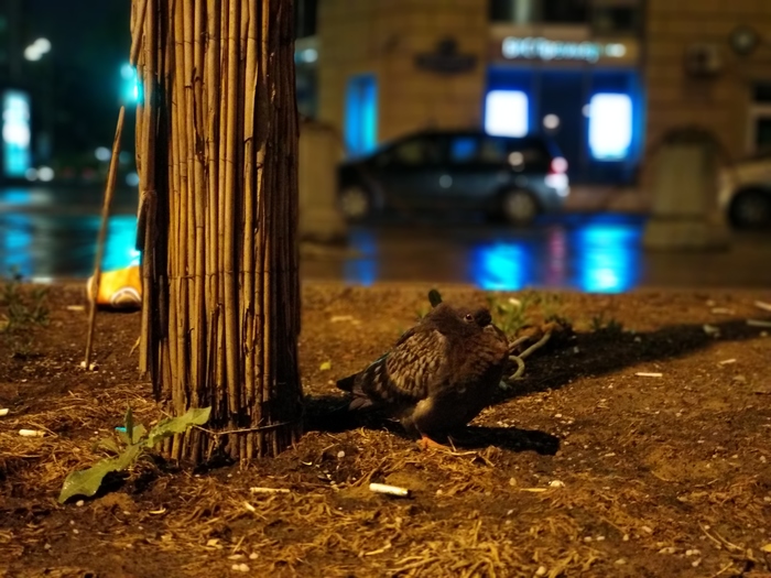 Голубь отдахает