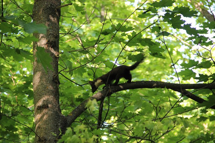 Wood marten in the forest of Tolyatti - My, Animals, Forest, Nature, The photo, Marten, Tolyatti, Longpost