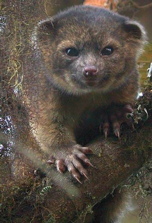 The olinguito, or bear-cat, is the first new predator discovered in the west in 35 years. - Rare animals, cat, Olingito, Rare view