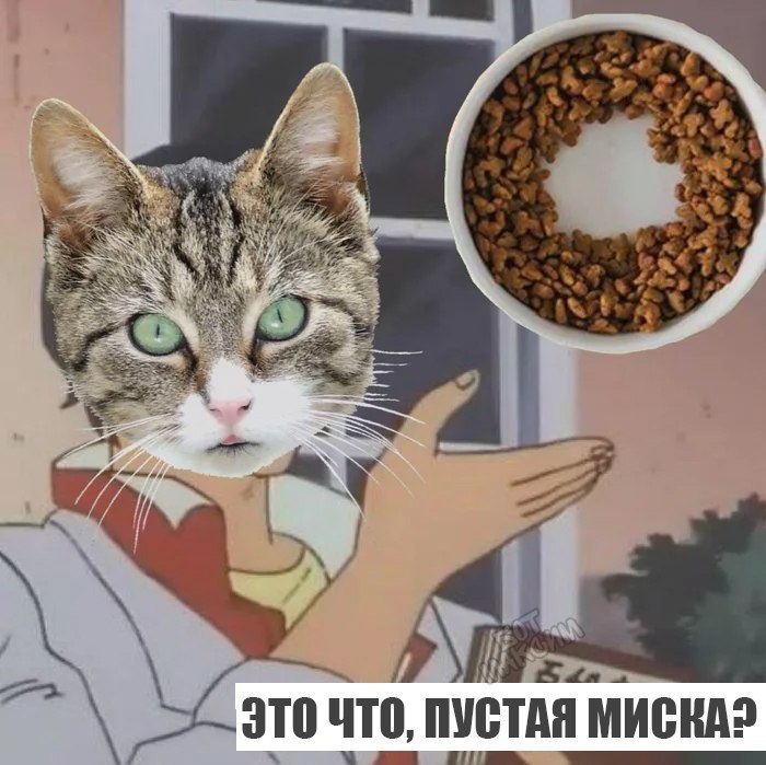 Where is the energy of the cat Boris. - cat, A bowl, Memes, Food, Whiskas, Humor, Girls