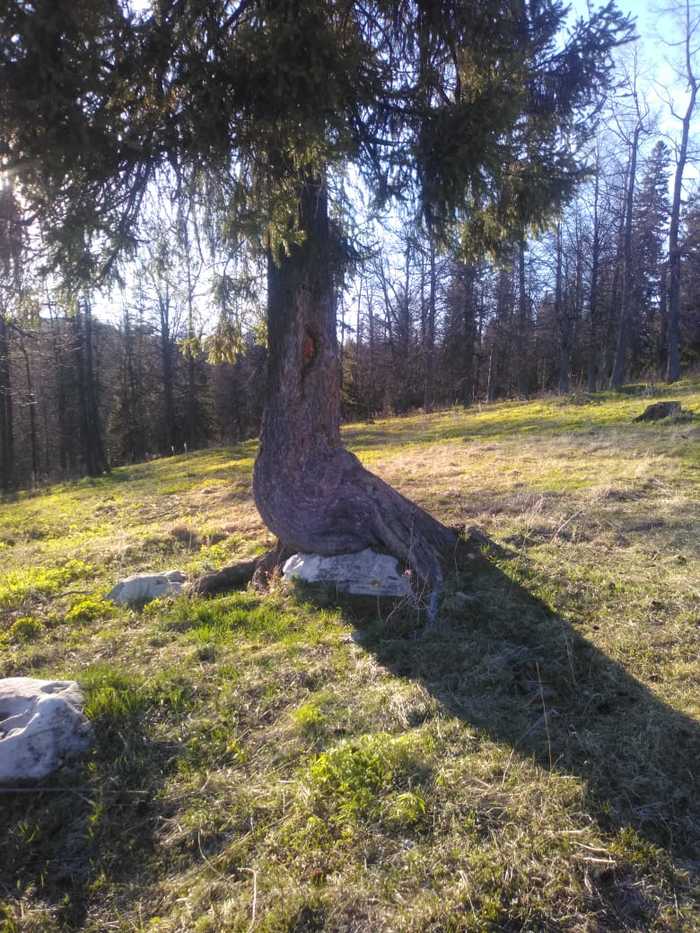 I'm too old for this shit - Christmas trees, My, Nature, Forest, Fatigue, A rock