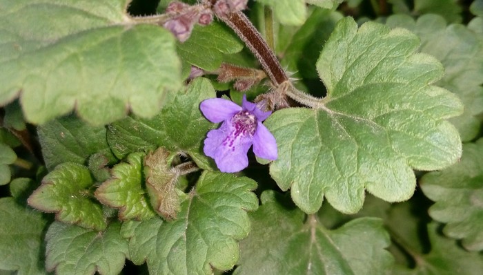 Very small flower - My, Flowers, Plants