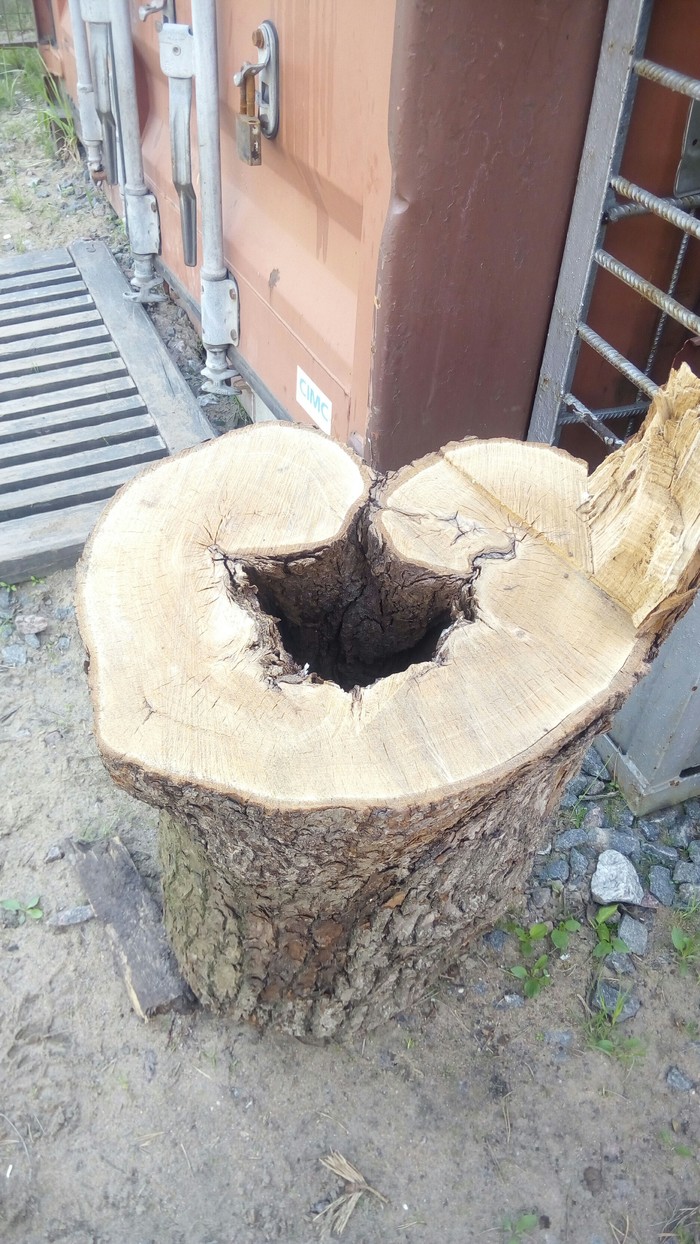 Дерево-почка.