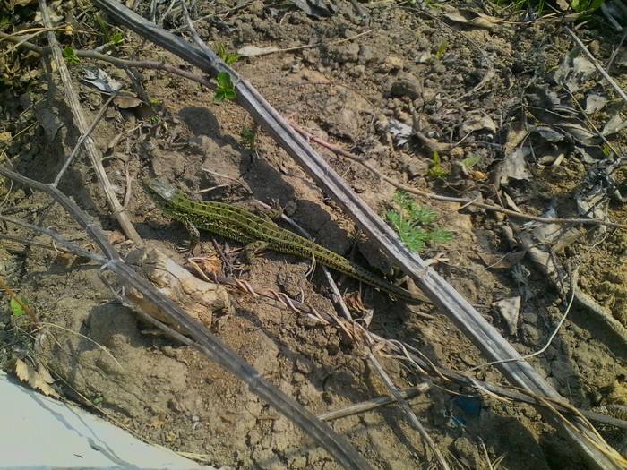 Fast dinosaurs - My, Altai region, Nature, Spring, Longpost