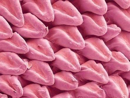 When a cat's tongue under a microscope looks like a lot of cat languages - cat, , Microscope