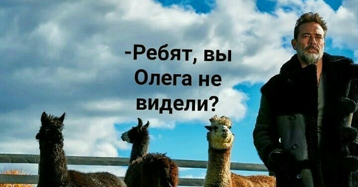 Вы это не увидите. Олежа Мем с ламой. Олежа и альпаки.