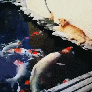 Кошка vs рыба