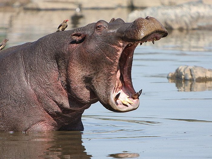 Hippos saved an antelope from crocodiles - hippopotamus, Crocodile, Antelope, The rescue, Crocodiles