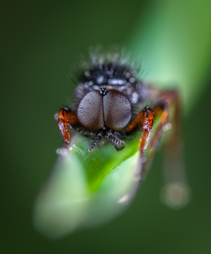 When you're out of luck with your face - My, Insects, Dipteran, Eyes, , Macro, Macrohunt, Mp-e 65 mm, Macro photography