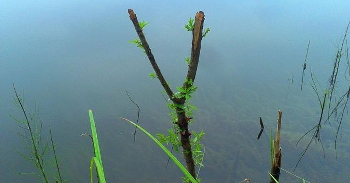 Палочка в воде. Палка в воде. Палка торчит из воды. Ивовая удочка. Удочка из ветки ивы.