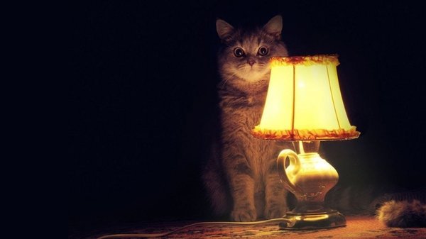 Your first game/game development team. - Team, Gamedev, Search, People, Cat with lamp, Games, Question, Project