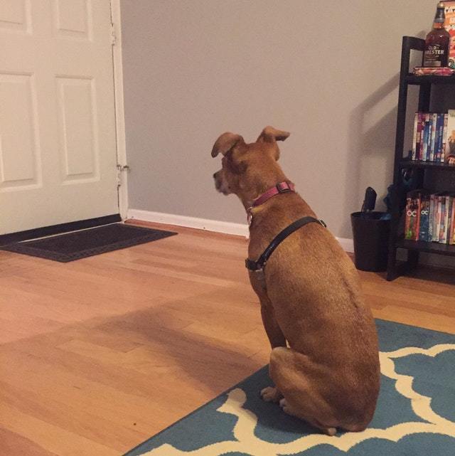 Она выяснила, в какое время моя жена возвращается домой Собака, Животные, Домашние животные, Милота, Reddit