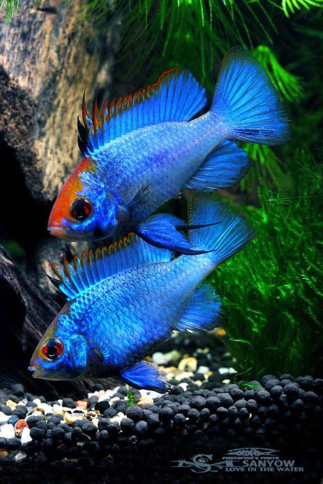 Mikrogeophagus ramirezi Electric Blue