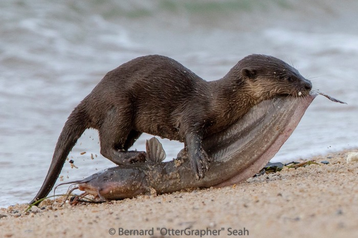 Mom, I caught a catfish! - Otter, Catfish, Fishing, , Animals