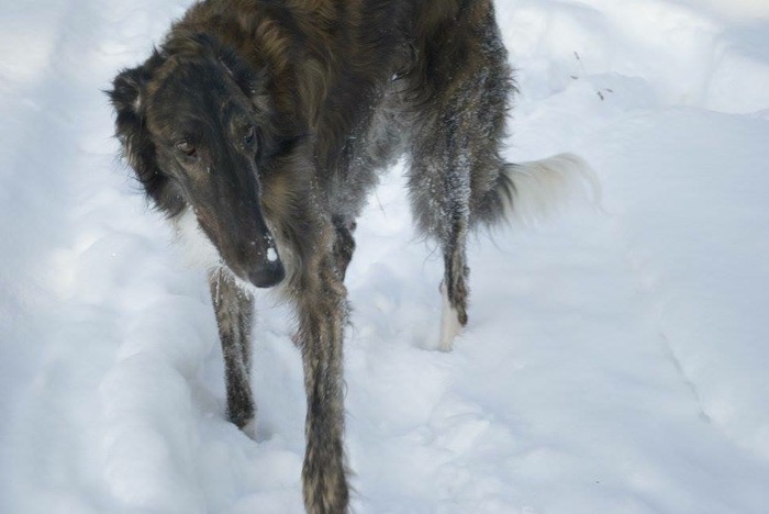 Nosed emotions - My, Dog, Russian Greyhound, , Animals, The photo, Longpost