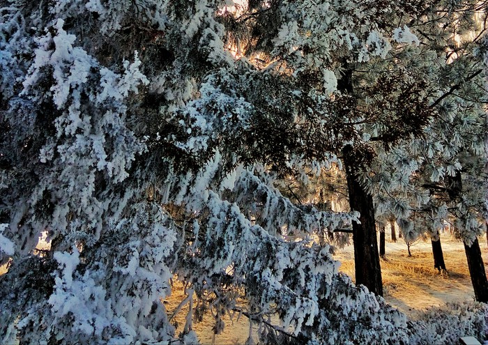 From the series Frost and sun, a wonderful day! - Christmas trees, Winter, Cold, My, The sun