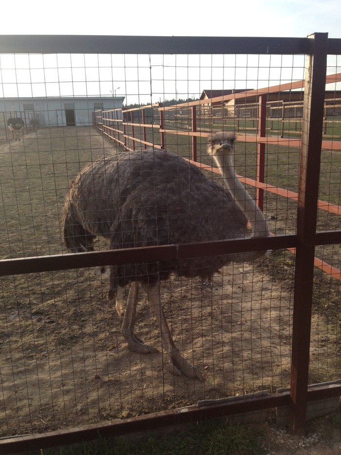 On the border of the Kaluga and Moscow regions there is a wonderful place Bird Park part 1 - My, Weekend, Nature, Longpost