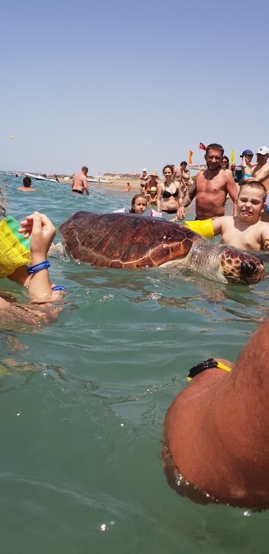 Твоё лицо, когда тебя заставляют фотографироваться с дохлой морской черепахой... - Морские черепахи, Море, Туристы, Длиннопост