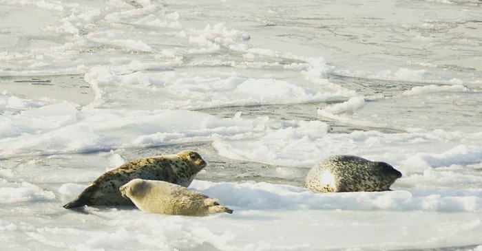 Моя работа. Карточек на телефоне мало. В основном всё на компьютере. Пока вот сижу на вахте, решил закинуть сюда немного. Море, Корабль, Моряки, Длиннопост, Владивосток, Камчатка
