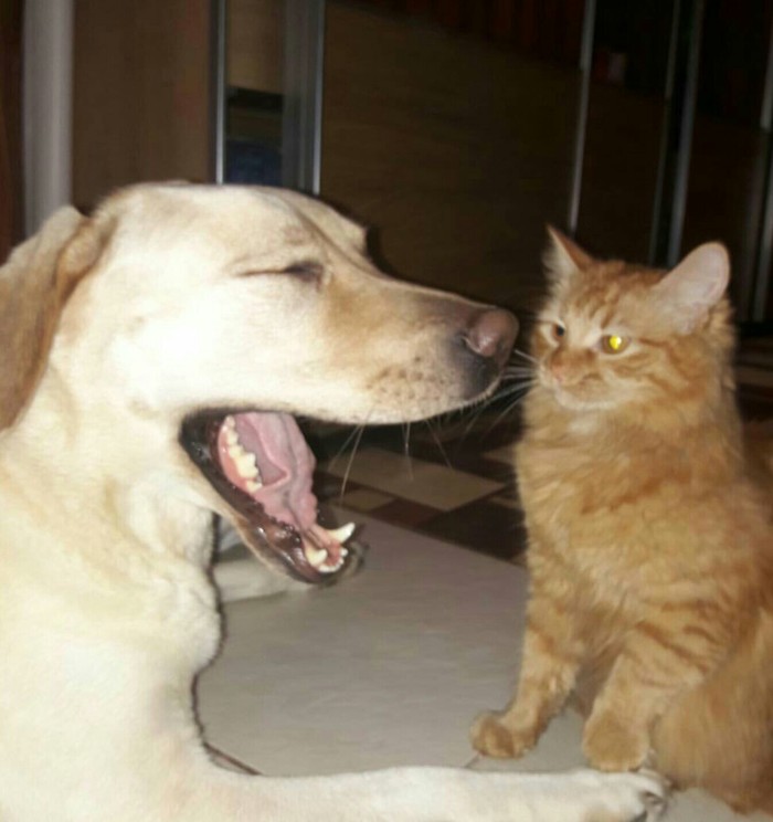 Ugh...do these dogs ever brush their teeth!? - My, Lucky shot, Dog, Animals, cat, Lucky moment