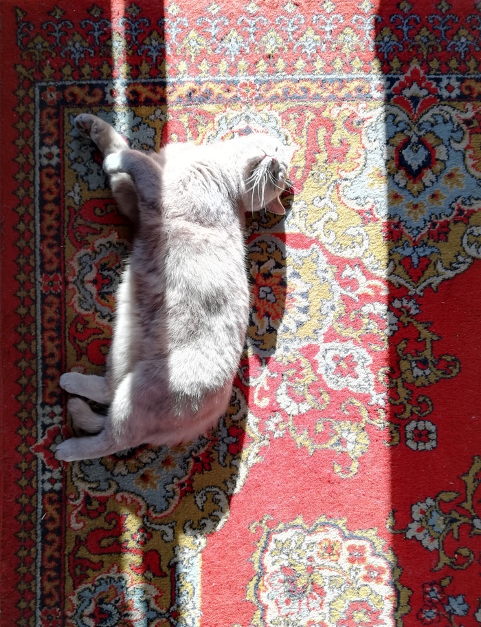 �������� ���������