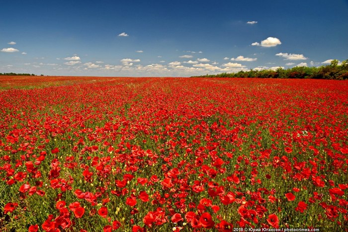 Маковые поля Крыма - Крым, Фотография, Маковые поля, Мак, Длиннопост, Поле