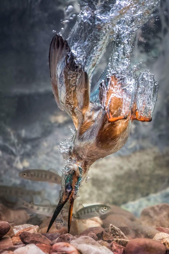 Caught the frame - Reddit, Frame, Water, A fish, Birds, Kingfisher