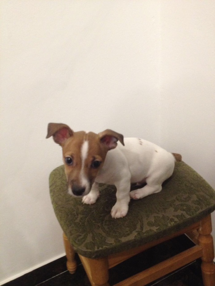 Meet Tony Montana! - My, Puppies, Jack Russell Terrier, Longpost, Dog, Pets