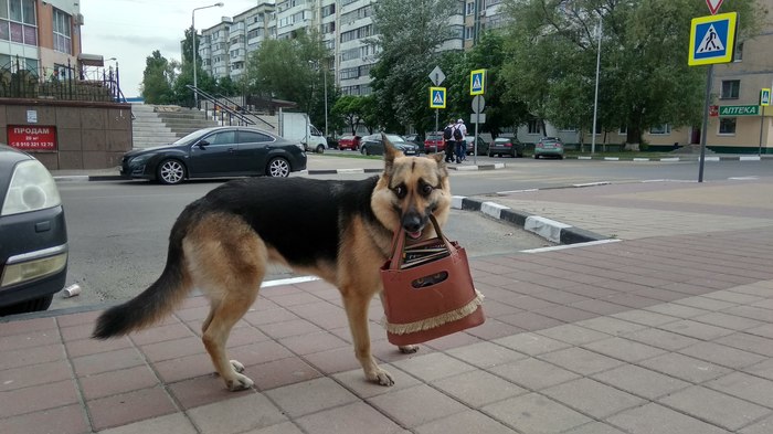 Собака-помогака Собака, Животные, Помощь, Белгород