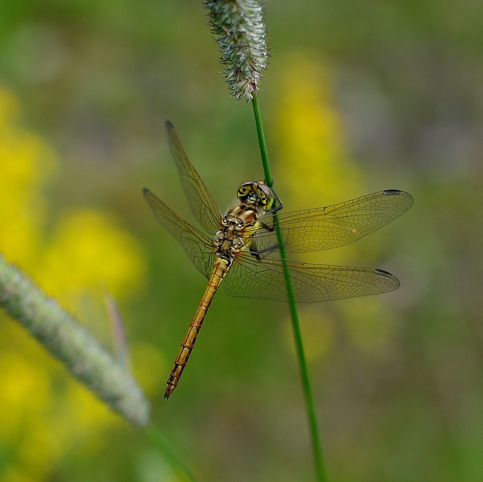 Dragonfly - My, Nikon d5100, Insects, The photo, Nikkor 35mm 18G