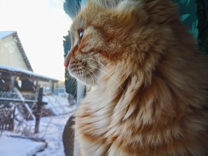 Feathers - My, Catomafia, cat, , Redheads, Dreamer, feathers, Longpost