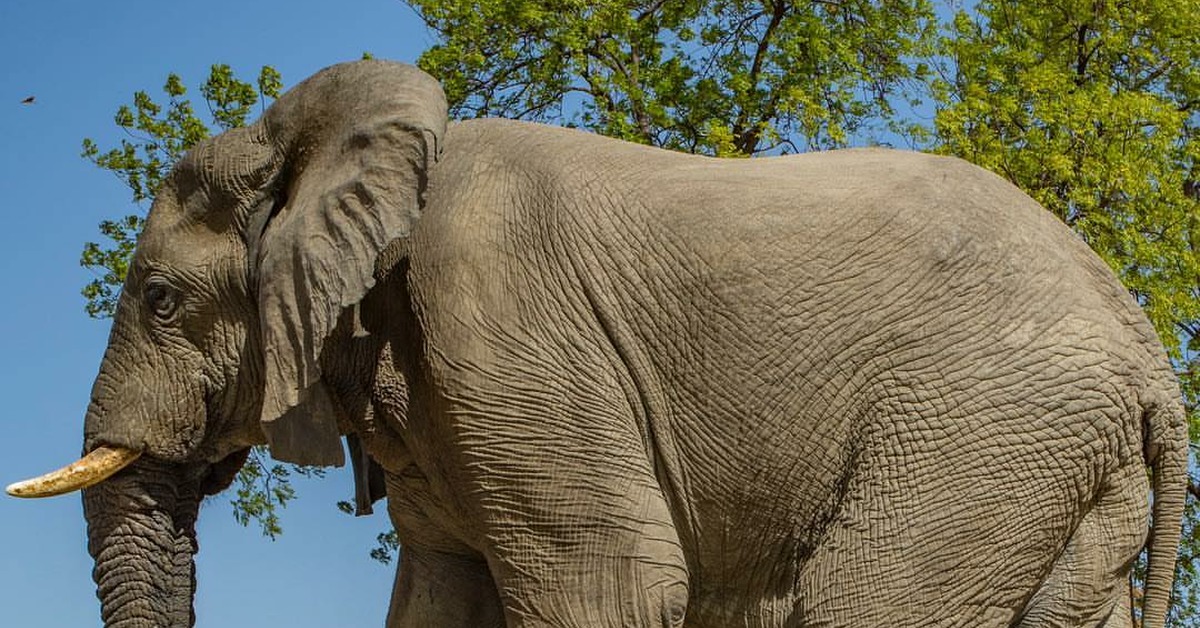 Самые высокие африки. Саванный слон. Азиатский индийский слон. Африканский саванный слон гиганты. Африканский слон слон.