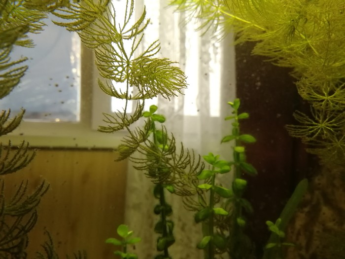 Plaque on aquarium plants, what to do? - My, Aquarium, Aquarium, Aquarium plants