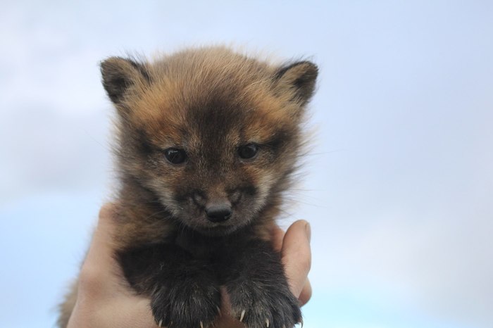 Знакомьтесь, домашняя лиса Кира - Моё, Лиса, Длиннопост, Foxfamily, Лиса Кира, Домашняя лиса, Домашние лисы