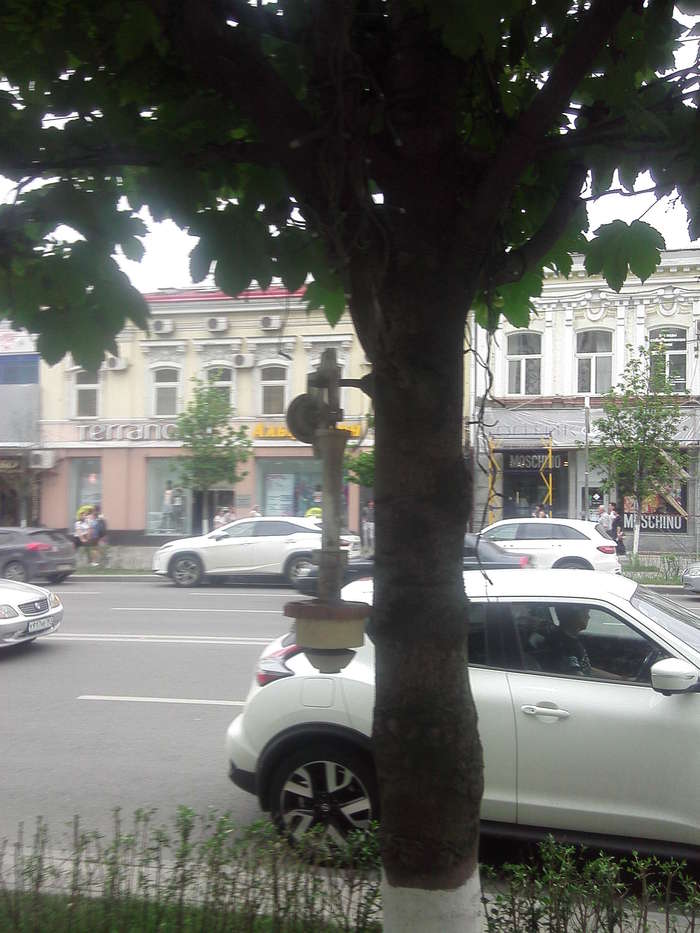 Surprise on the main street. - Rostov-on-Don, My, Longpost, Tree, Plumbing