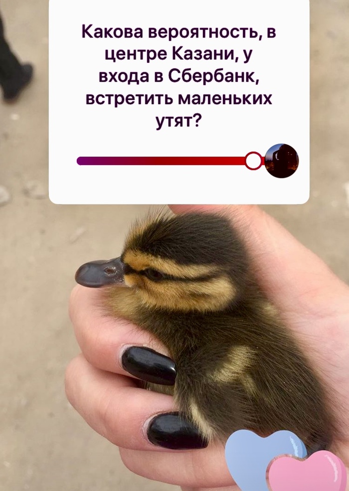 DuckTales - My, Duck, Zoo, , DuckTales, Kazan, Longpost